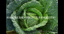成都成華區(qū)盒飯外賣配送，品質(zhì)美味直達(dá)您家！
